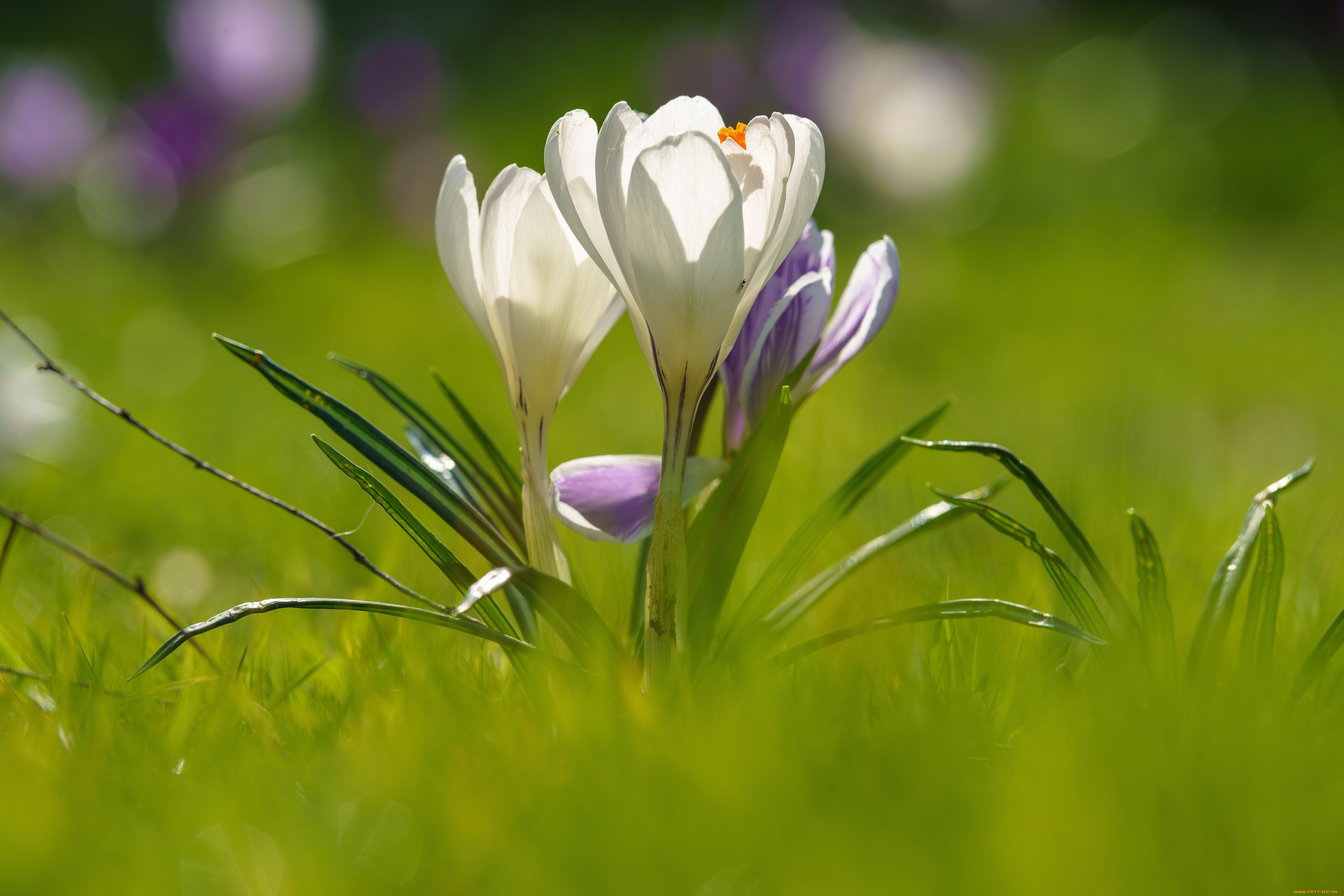 �����, �������